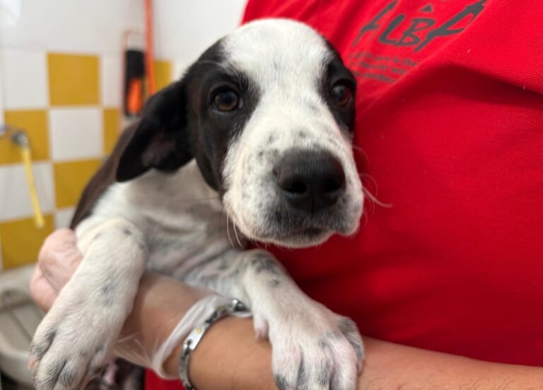 multimedia-foto95081-43-1