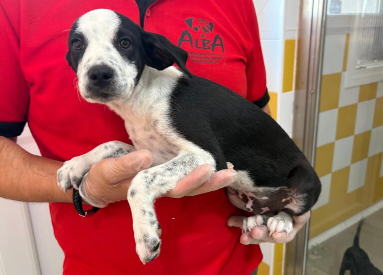 multimedia-foto95082-43-1