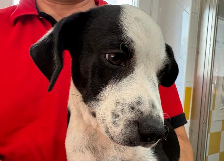 multimedia-foto95083-44-1