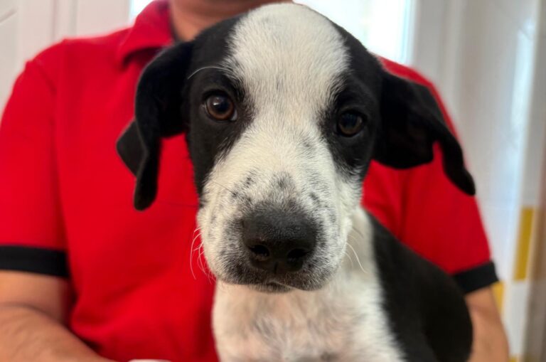 multimedia-foto95084-44-1