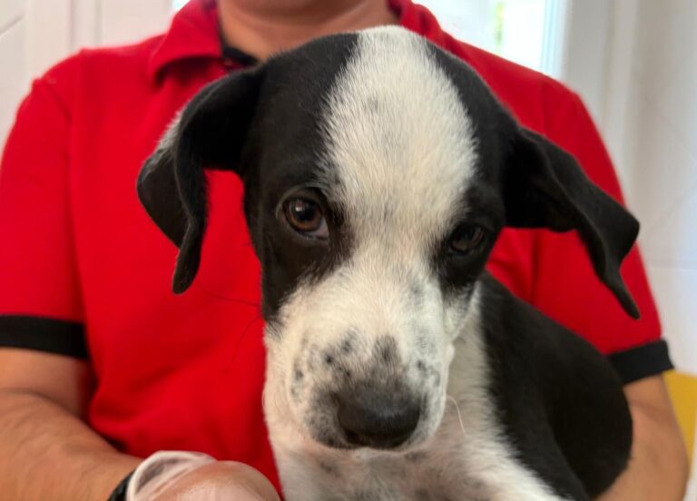 multimedia-foto95085-44-1