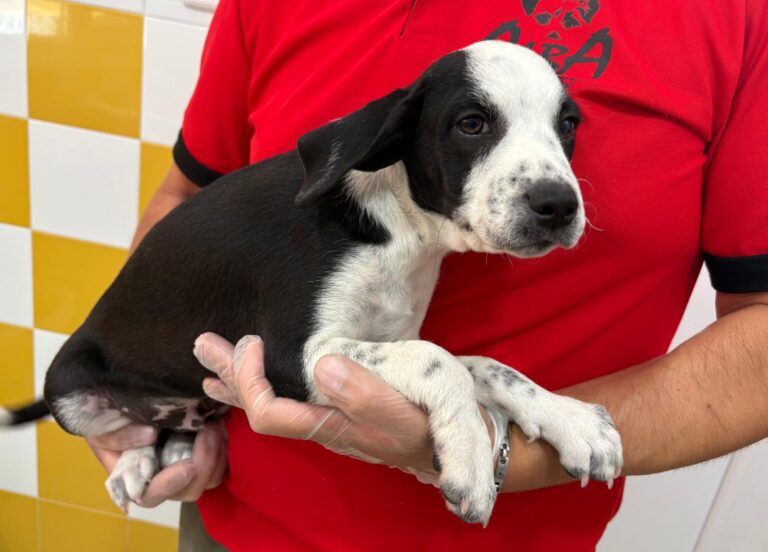 multimedia-foto95086-45-1