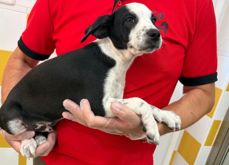 multimedia-foto95087-45-1