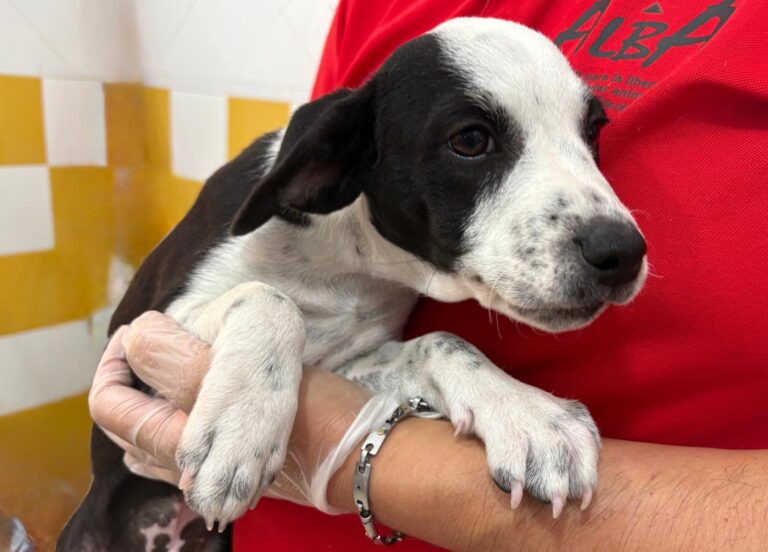 multimedia-foto95088-45-1