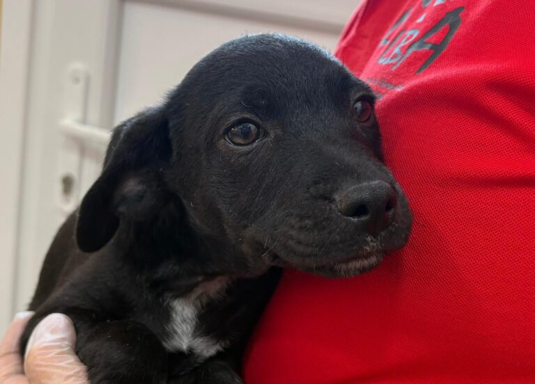 multimedia-foto95091-142-1