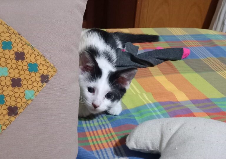 multimedia-foto95103-725-1