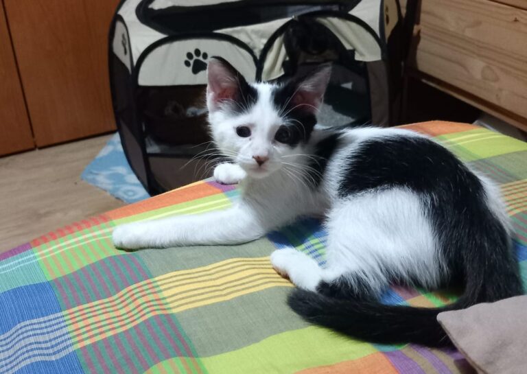 multimedia-foto95104-725-1