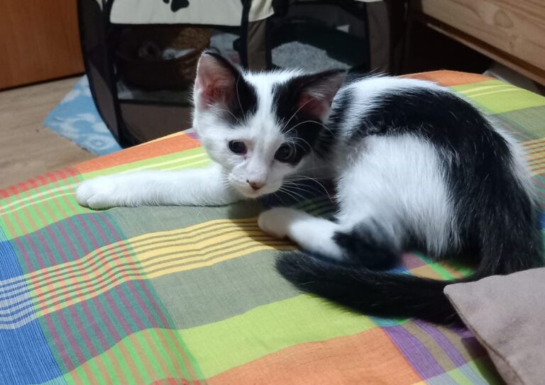 multimedia-foto95105-725-1