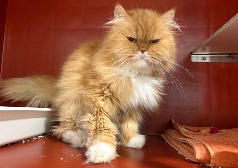 multimedia-foto95107-887-1