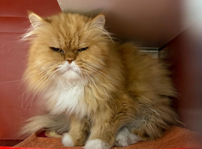 multimedia-foto95108-887-1