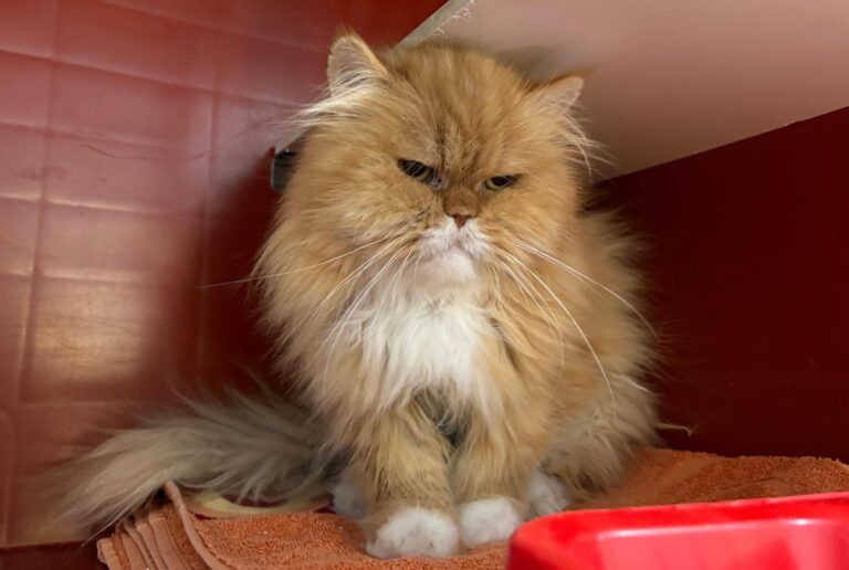 multimedia-foto95109-888-1