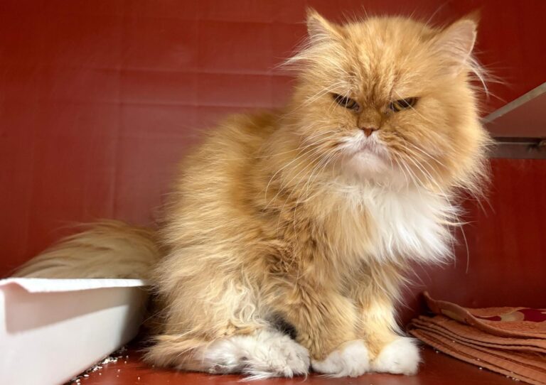 multimedia-foto95111-888-1