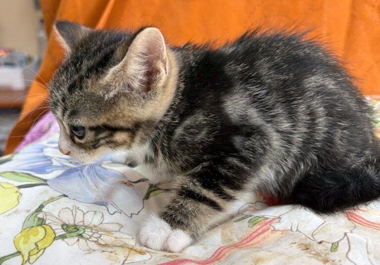 multimedia-foto95133-400-1