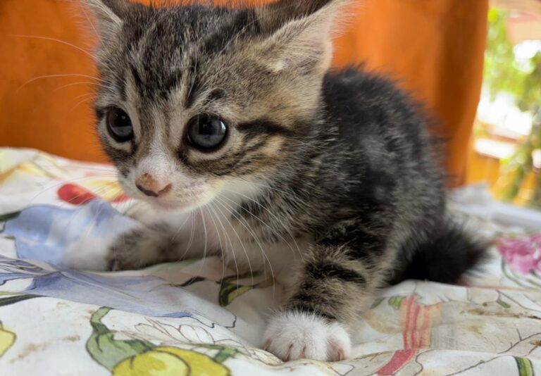 multimedia-foto95134-400-1