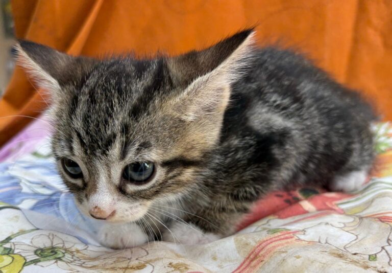 multimedia-foto95136-401-1