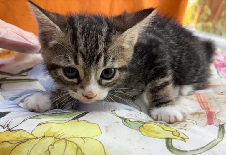 multimedia-foto95137-401-1