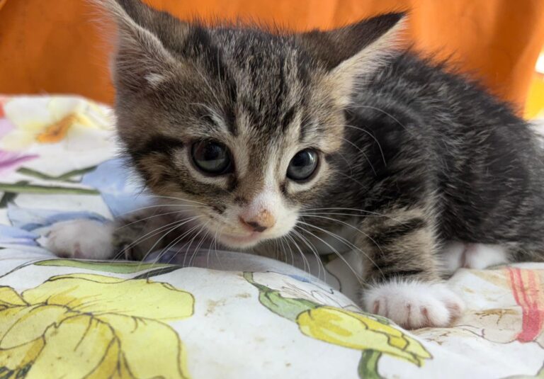 multimedia-foto95139-402-1