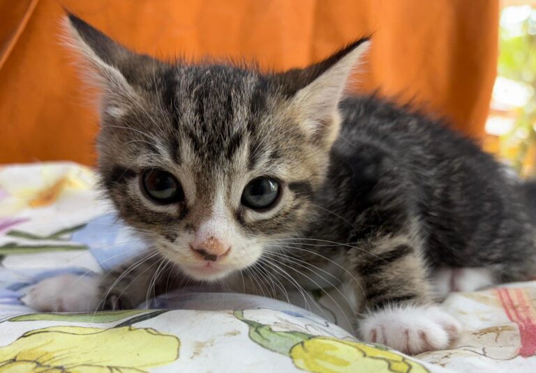 multimedia-foto95140-402-1