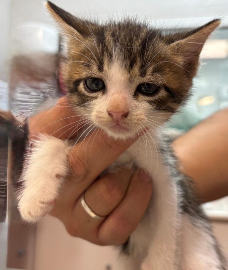 multimedia-foto95155-813-1