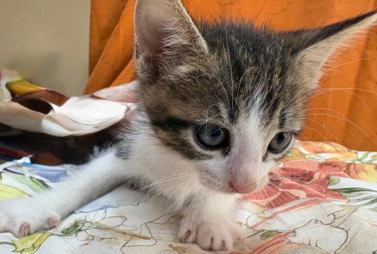 multimedia-foto95156-813-1