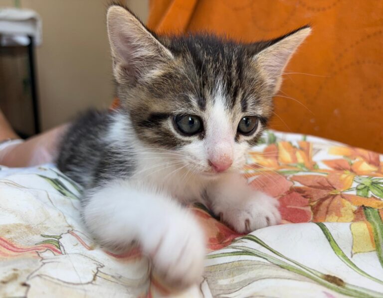 multimedia-foto95157-813-1