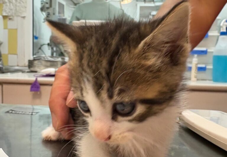 multimedia-foto95158-813-1