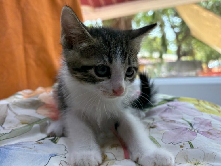 multimedia-foto95159-814-1