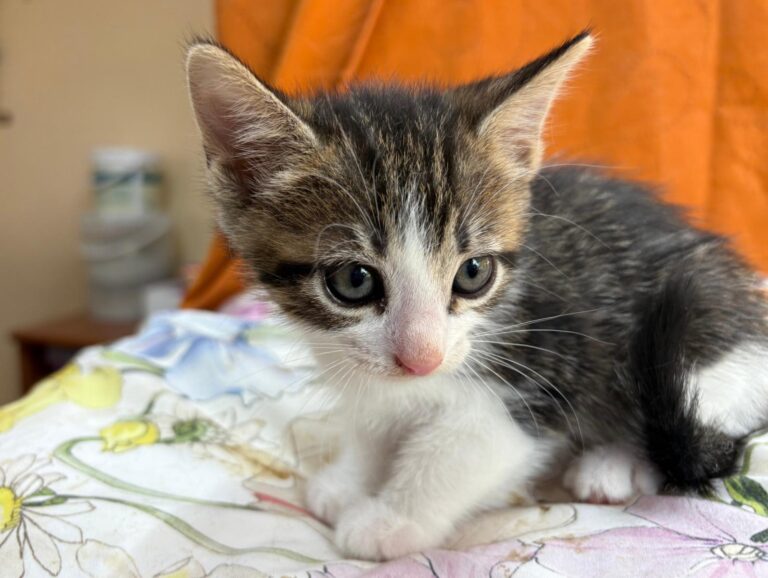 multimedia-foto95161-814-1