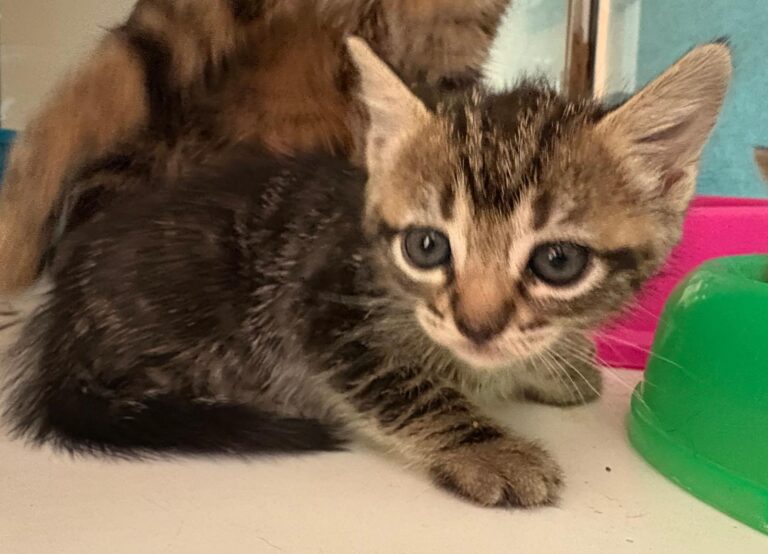 multimedia-foto95162-90-1