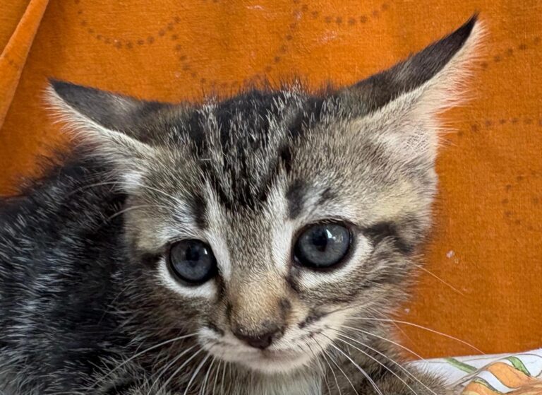 multimedia-foto95163-90-1