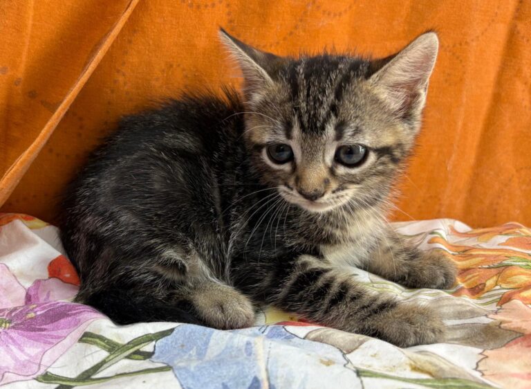 multimedia-foto95164-90-1