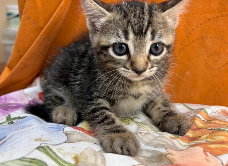 multimedia-foto95165-91-1