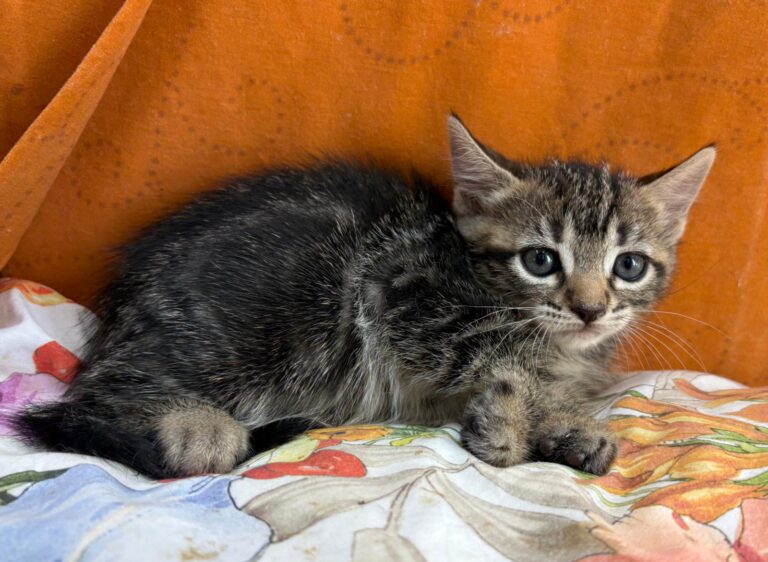 multimedia-foto95166-91-1