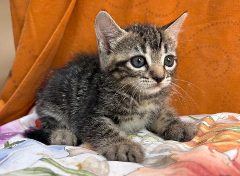 multimedia-foto95167-92-1