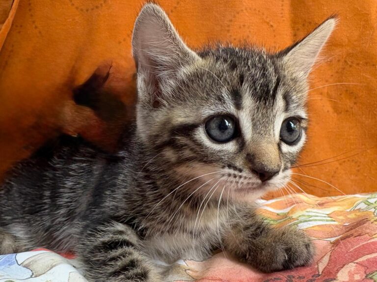 multimedia-foto95168-92-1