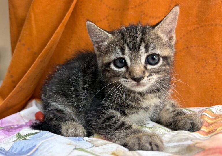 multimedia-foto95169-92-1