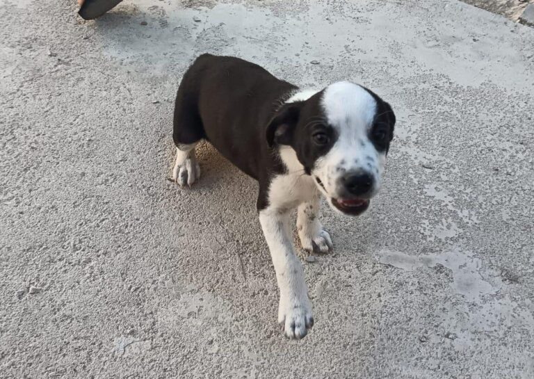 multimedia-foto95173-776-1