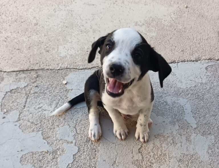 multimedia-foto95174-776-1