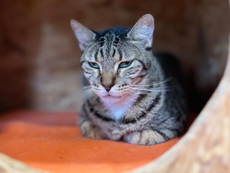 multimedia-foto95180-586-1