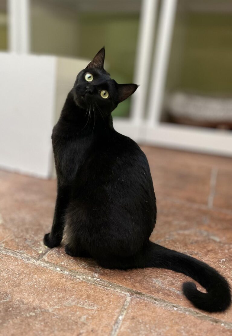 multimedia-foto95183-907-1