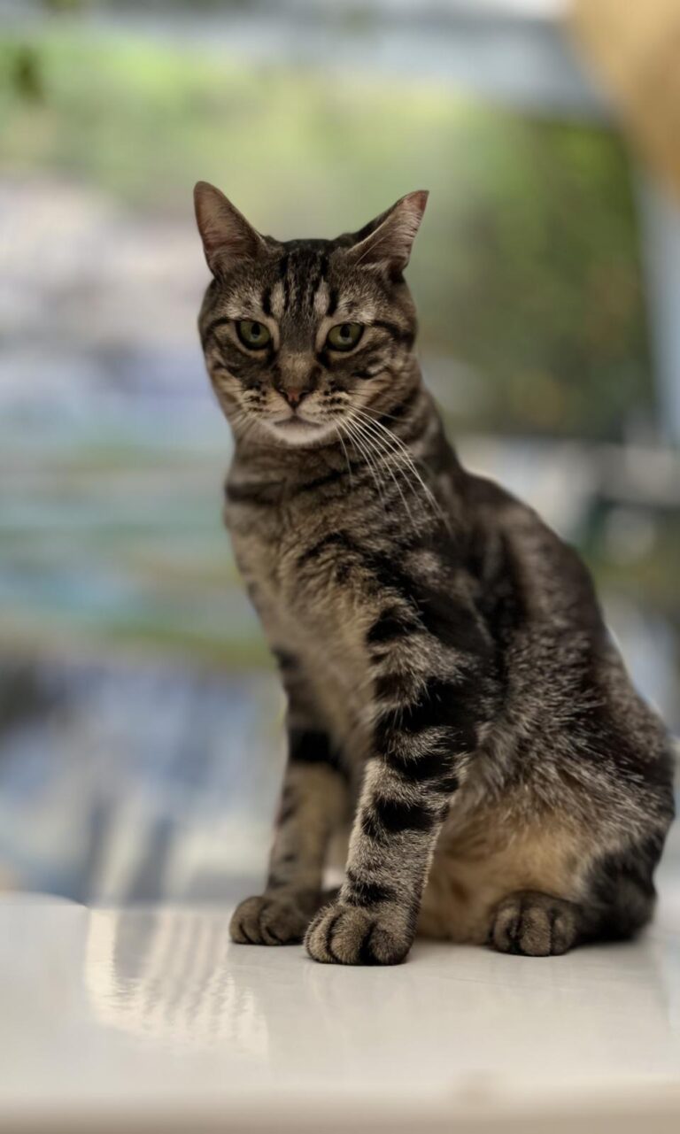 multimedia-foto95187-132-1