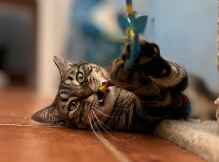 multimedia-foto95189-132-1