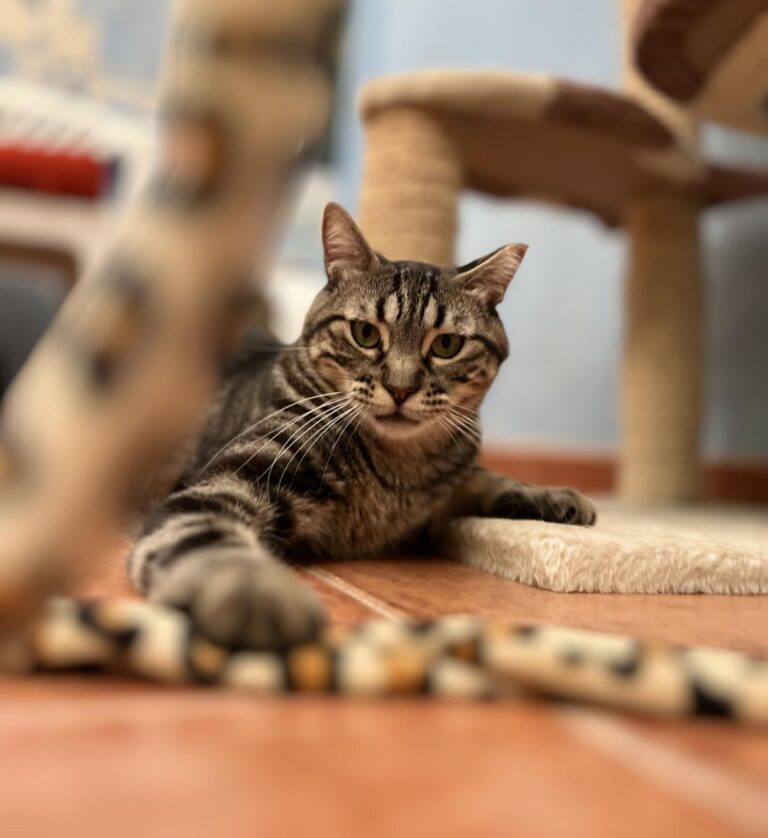 multimedia-foto95190-132-1