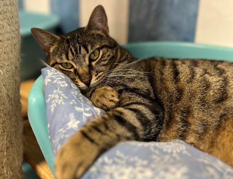 multimedia-foto95195-477-1