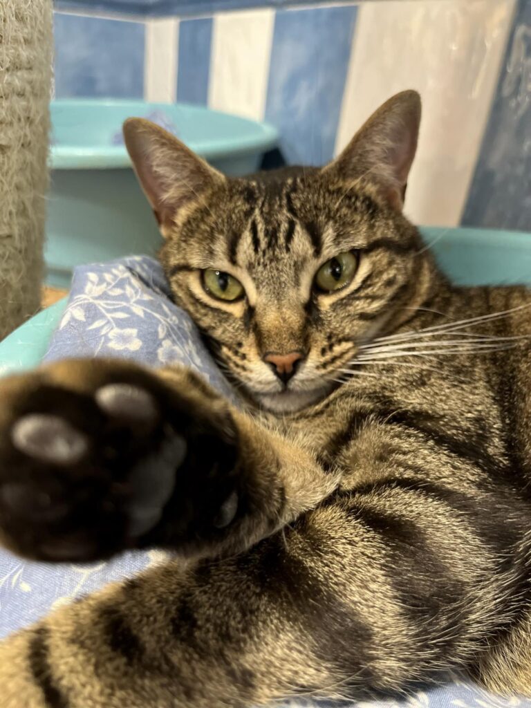 multimedia-foto95196-479-1