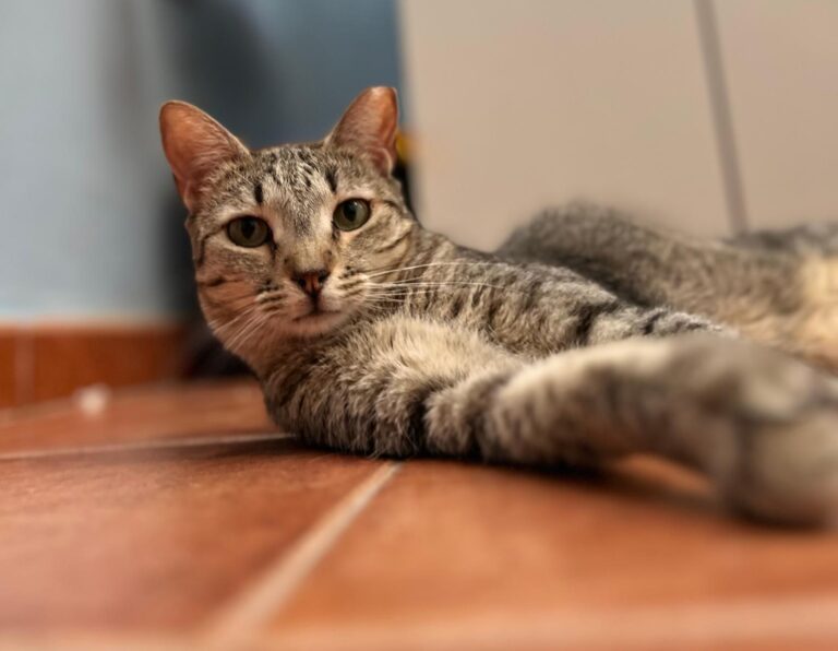 multimedia-foto95198-641-1