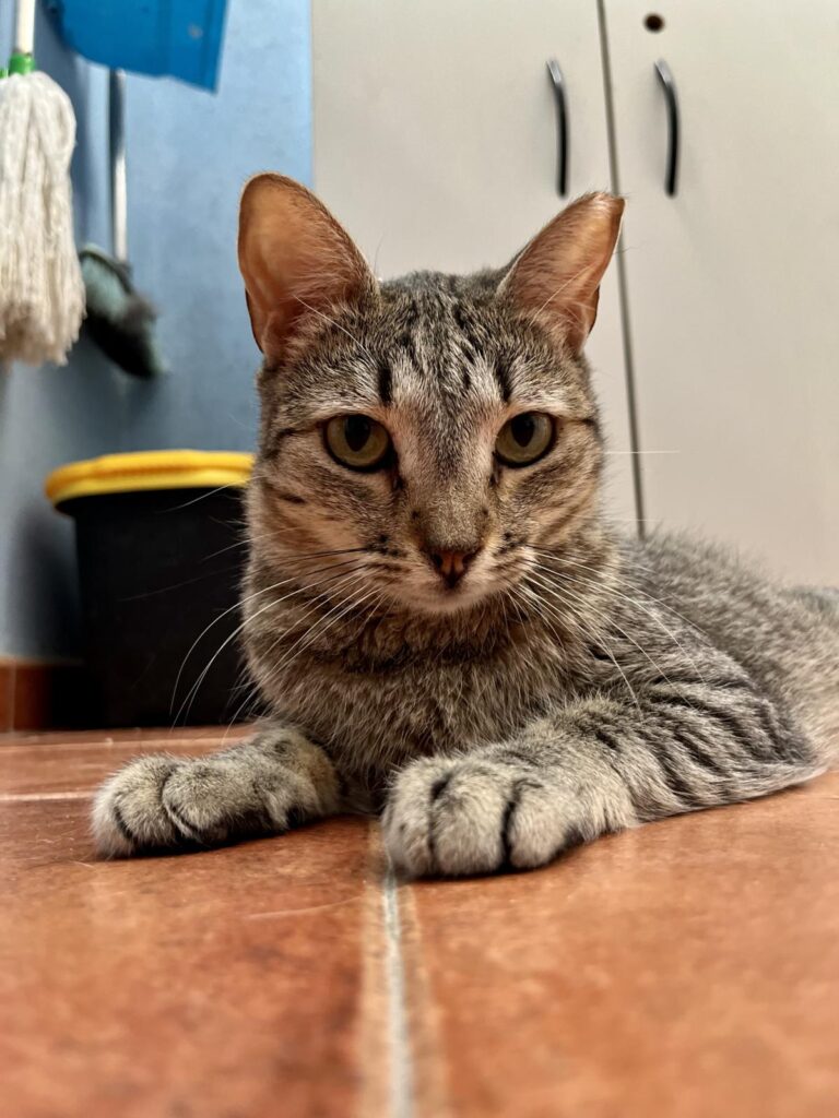 multimedia-foto95199-641-1