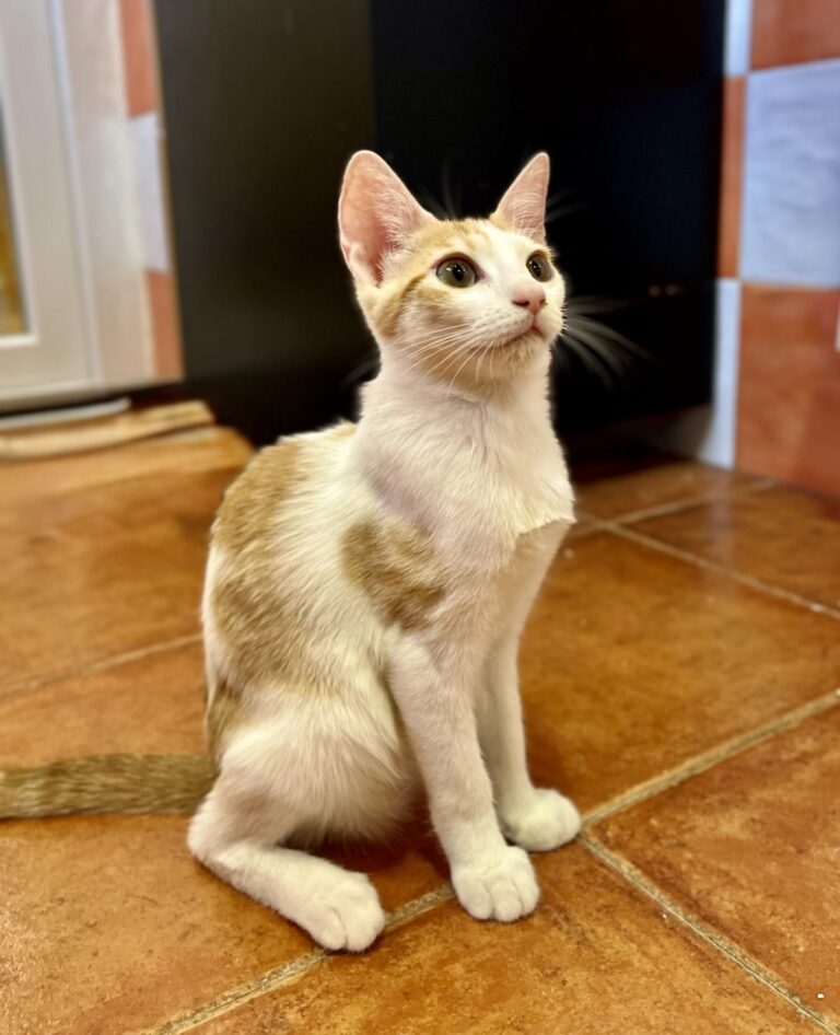 multimedia-foto95205-270-1