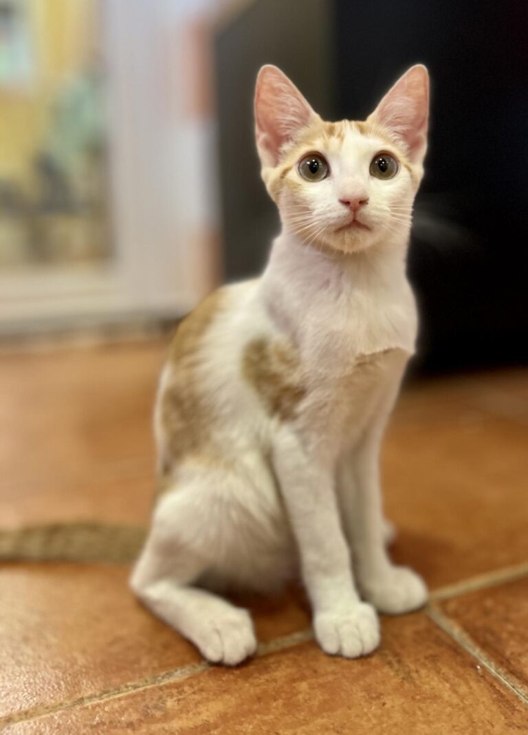 multimedia-foto95206-271-1