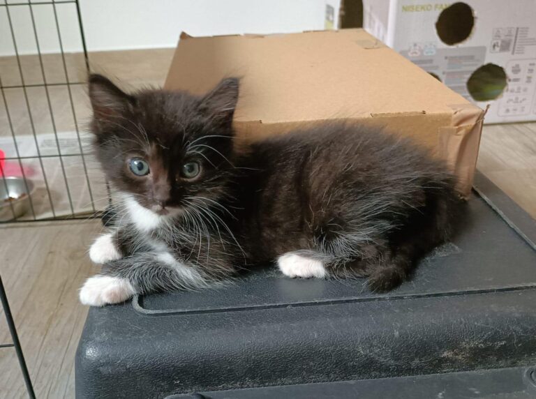 multimedia-foto95220-951-1